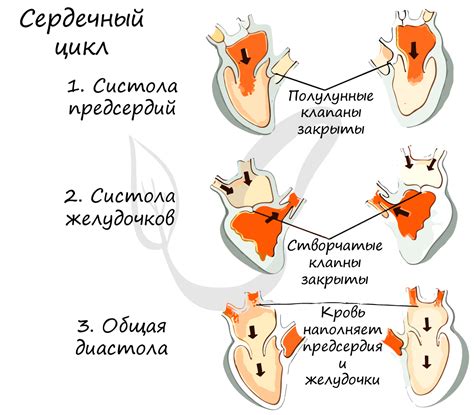 Роль первой фазы в общей работе сердца и организма