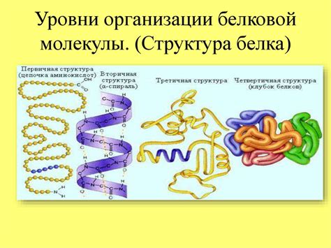 Роль переваримости белка