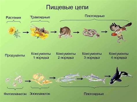 Роль перепревшей и органического мульчирования