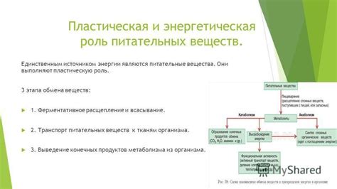 Роль питательных веществ в гидратации организма