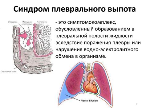 Роль плевральной полости в организме