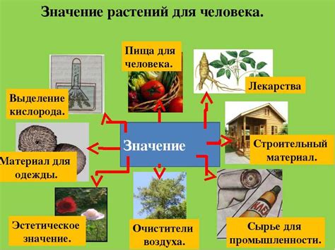 Роль плодов в жизни растений и животных