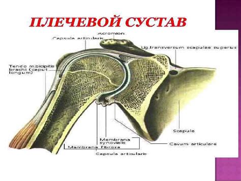 Роль покрытия суставной впадины