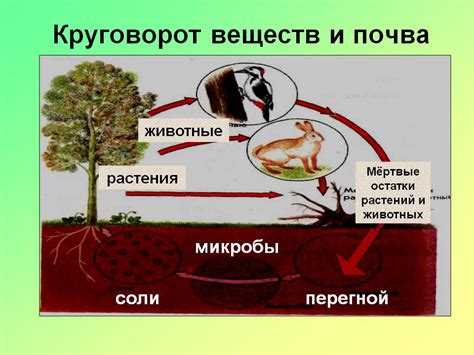 Роль почвы в поддержании биотического равновесия