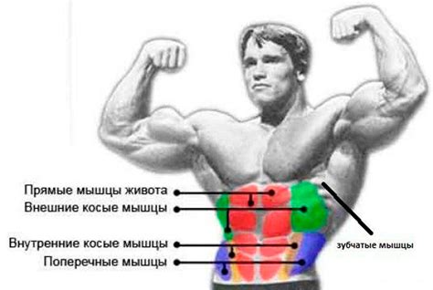 Роль пресса и боковых мышц в общей физической форме