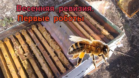 Роль пчелы в пчеловодстве