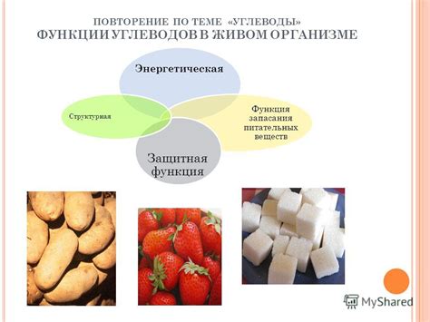 Роль растворимости углеводов в организме