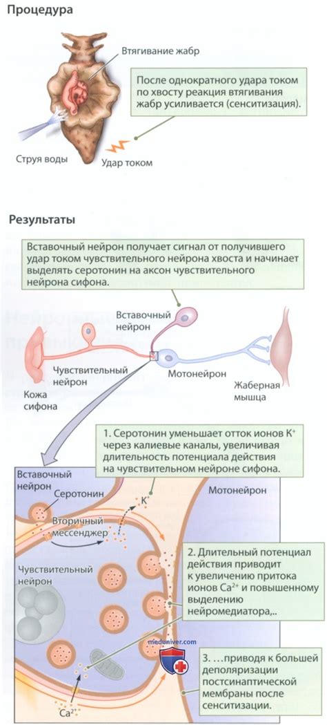 Роль синапсов в обучении и памяти