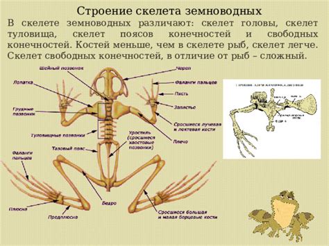 Роль скелета земноводных