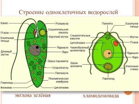 Роль сократительной вакуоли в жизни эвглены зеленой