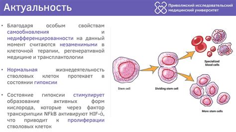 Роль стволовых клеток в нормализации атипичных клеток