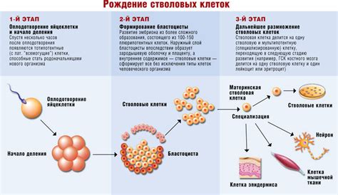 Роль стволовых клеток в организме