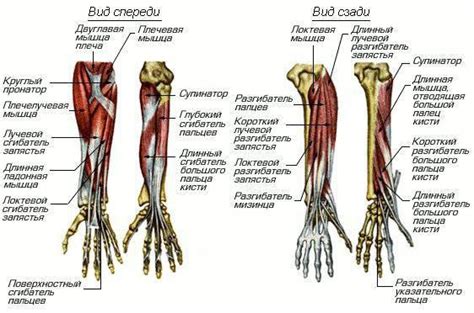 Роль сухожилий в функционировании левой руки