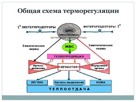 Роль термогенеза в потреблении энергии организмом