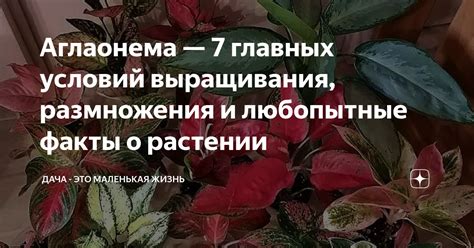 Роль условий выращивания