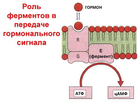 Роль ферментов в процессе самоудваивания ДНК