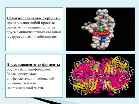 Роль ферментов в формировании первичной структуры белка