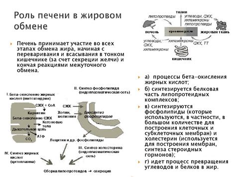 Роль фосфора в обмене веществ и жировом обмене