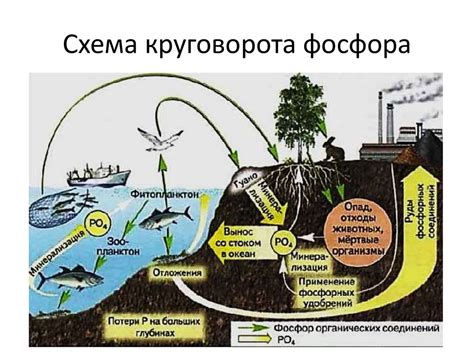 Роль фосфора в процессе