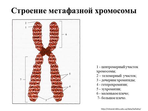 Роль хромосом в организме человека