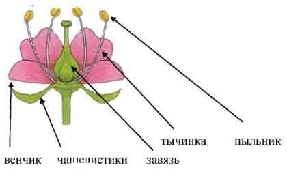 Роль цветков в жизни насекомых