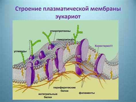 Роль цитоплазматической мембраны в клеточных функциях