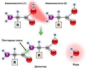 Роль энзимов в образовании пептидных связей
