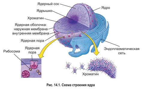 Роль ядра клетки