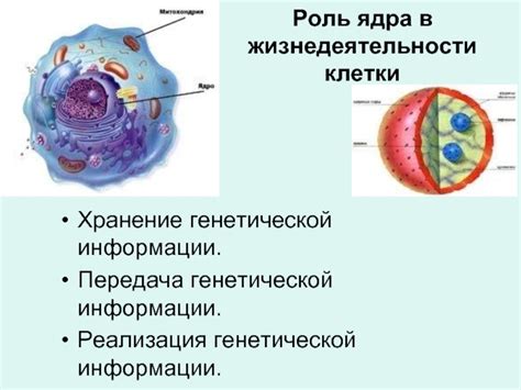 Роль ядра клетки в сохранении генетической информации