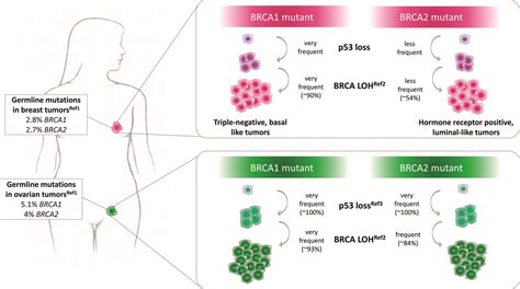 Роль BRCA1 и BRCA2 в развитии рака