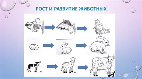 Рост и развитие клиентов