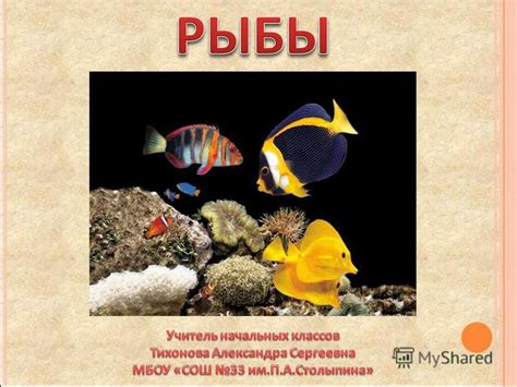 Рыба язык северной части Атлантического океана: описание, поведение