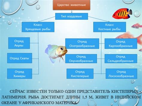 Рыбы и их классификация