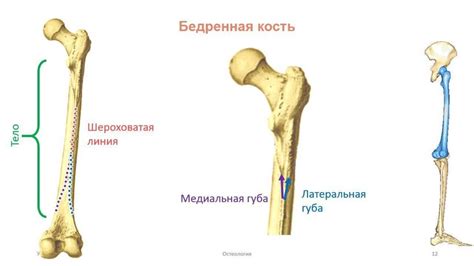 Самая крепкая кость - бедренная кость