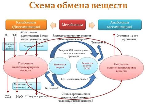 Сбалансированный обмен веществ и выведение токсинов