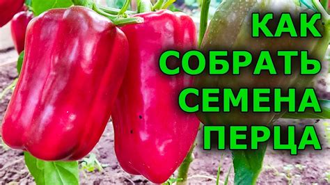 Сбор и хранение перца: сохранение вкуса и свежести долгое время