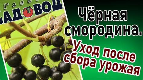 Сбор плодов и уход после сбора урожая