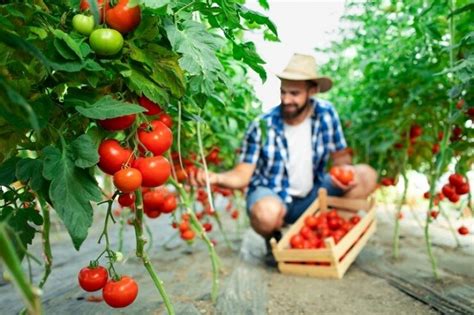 Сбор урожая и консервация: сохранение плодов труда