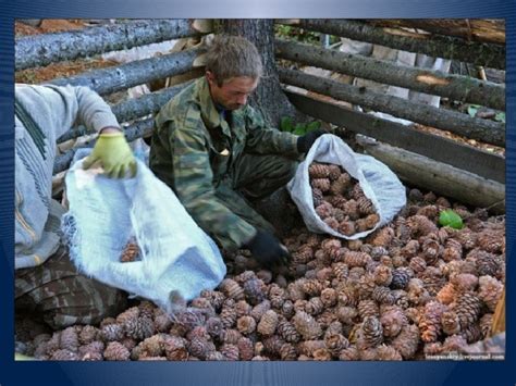 Сбор ягод и орехов