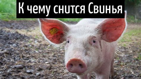 Свиньи во сне и финансовая благополучность