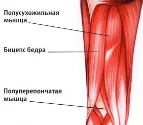 Сводит ногу под коленом спереди