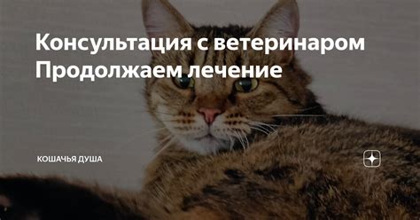 Своевременная консультация с ветеринаром