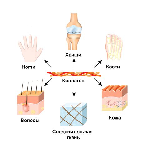 Свойства и преимущества для организма человека