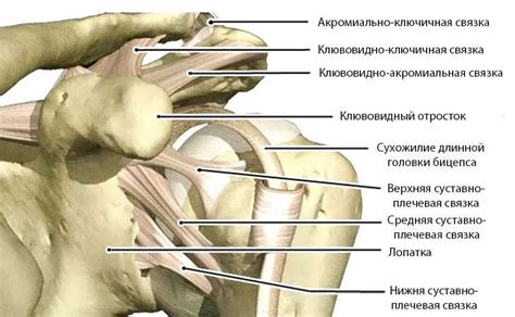 Связки и суставы: роль в поддержке и движении