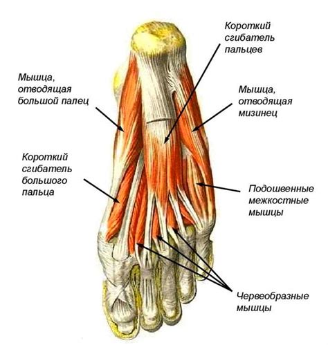 Связки и сухожилия в области паха