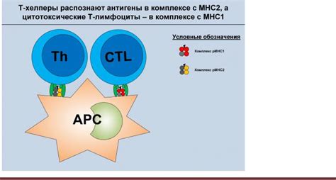 Связывание СБН