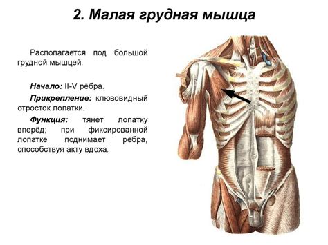 Связывание и прикрепление туловища