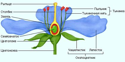 Связывание цветка фиалки