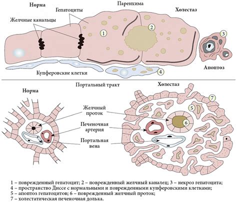 Связь ароморфоза и морфологических изменений