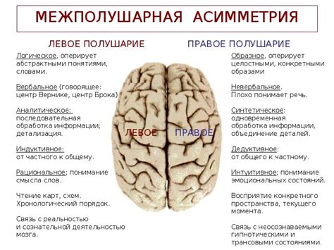 Связь асимметрии головного мозга с личностными и психическими особенностями